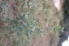 Trichodesma zeylanicum